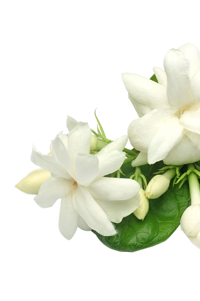 Jasmine Absolute / concrete