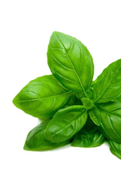 Basil oil