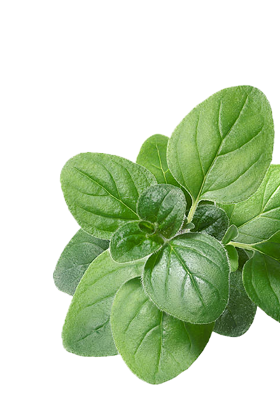 Marjoram oil
