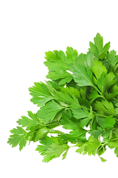 Parsley herb oil