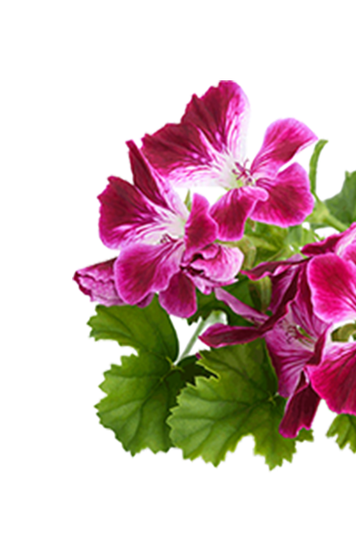 Geranium oil