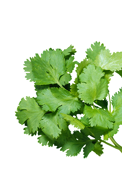 Coriander herb oil