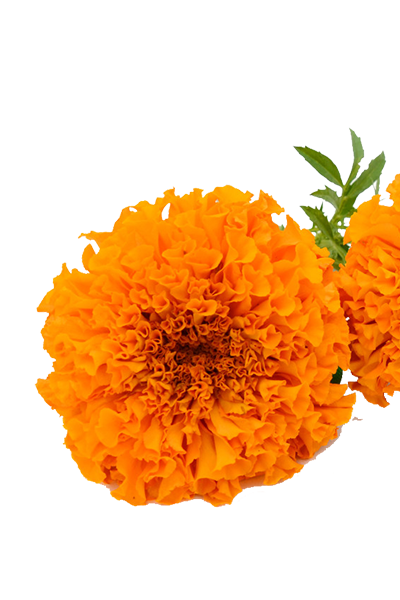 Tagetes oil